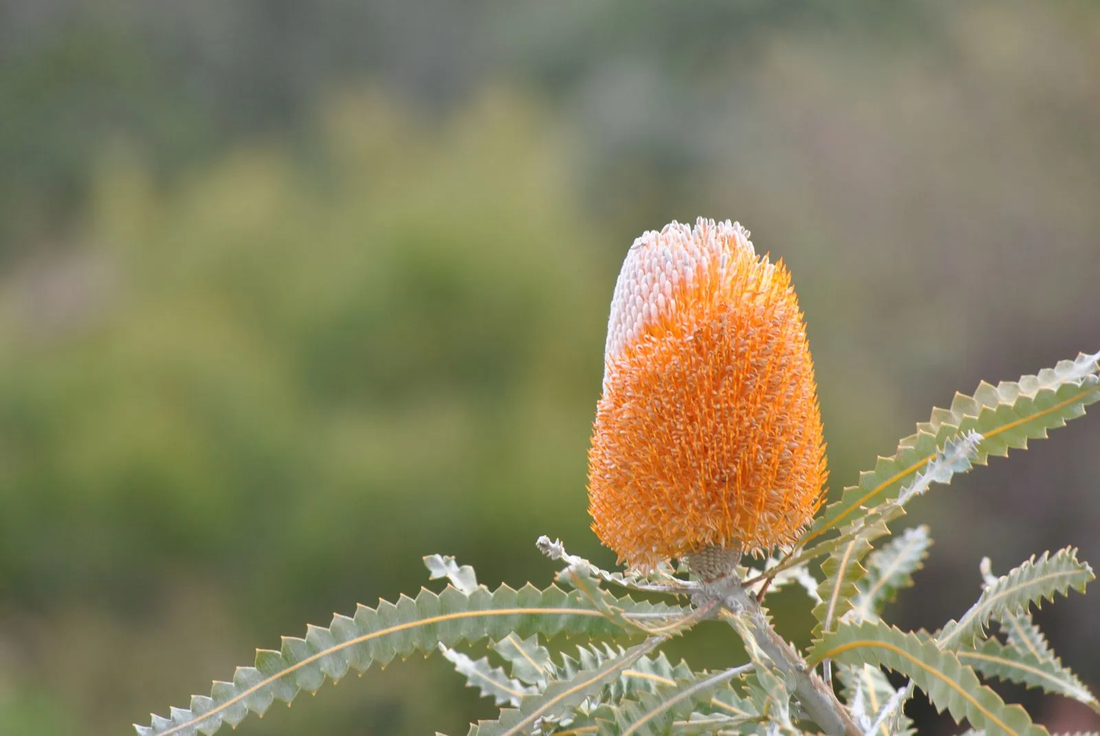 What to Expect During a Native Garden Installation