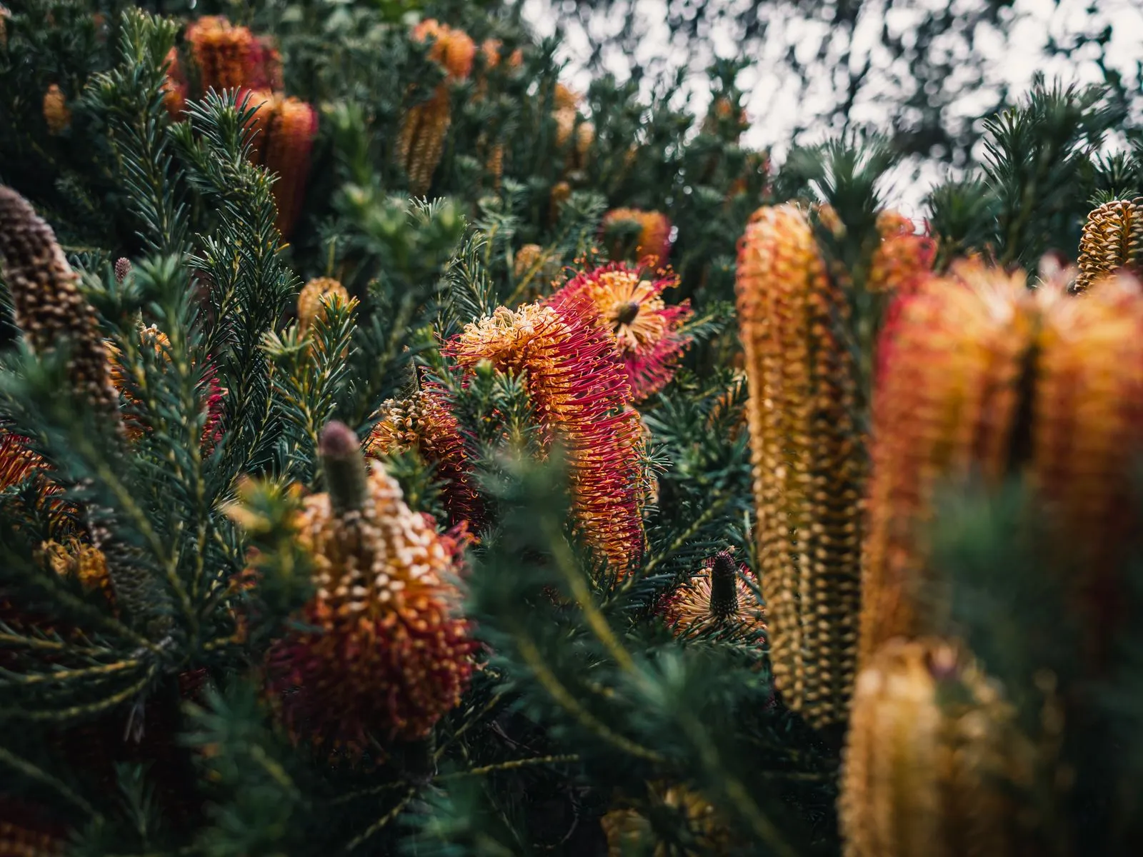 How to Care for a Newly Planted Native Garden